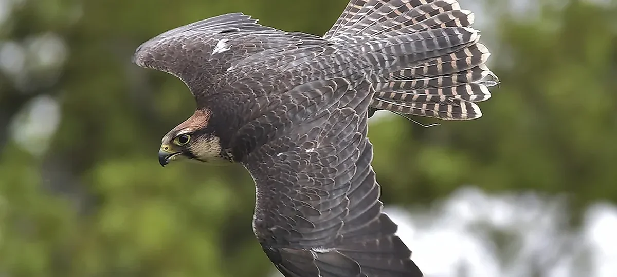 Cotswold Falconry Centre