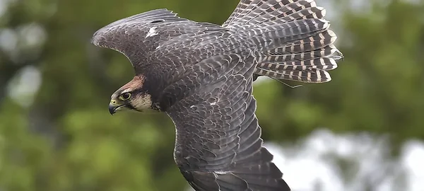 Cotswold Falconry Centre