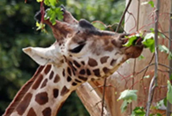 Cotswold Wildlife Park and Gardens