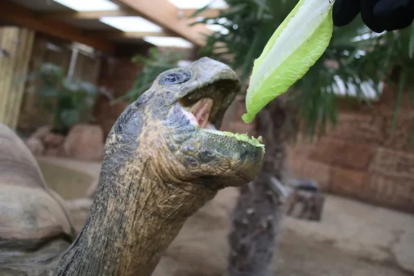 Crocodiles of the World