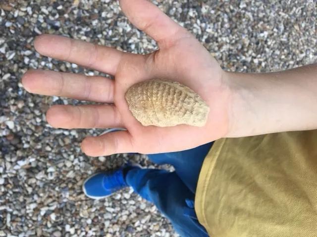 Family Fossil Hunt