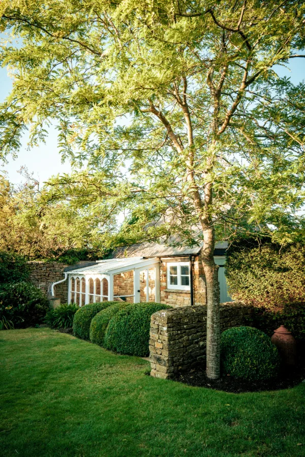 The garden with clipped box hedging and a silver birch shading the greenhouse