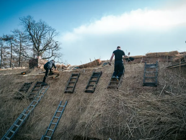 Two thatchers climbing ladders up the straw roof against a winter sky