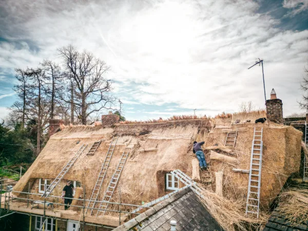 Thatchers at work high on the roof, new straw being laid over the old base coat