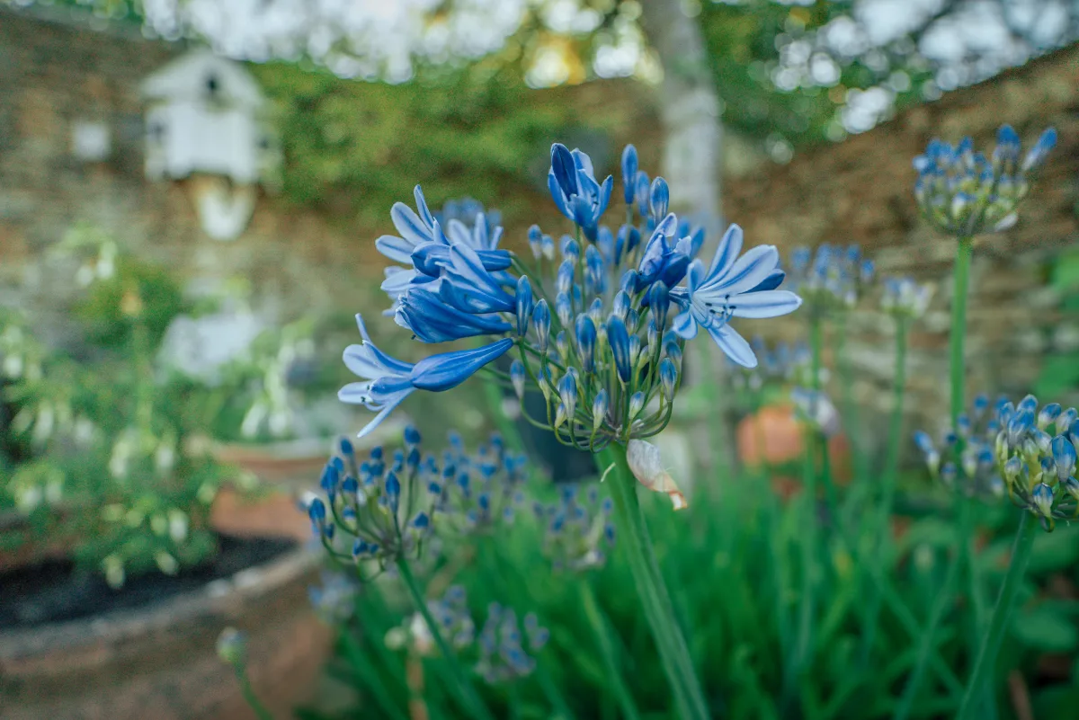 Blue agapanthus in full flower in the borders at Well Cottage, the white birdhouse and honey-stone wall soft behind the blooms