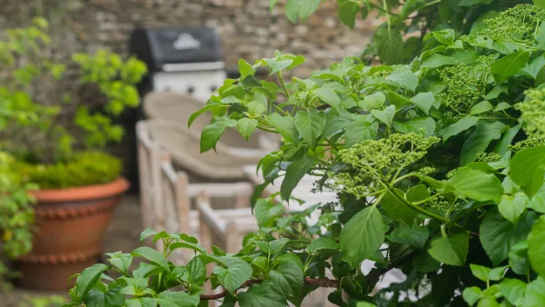 A full hydrangea in bloom against the honey-stone wall of the Well Cottage garden in late summer light