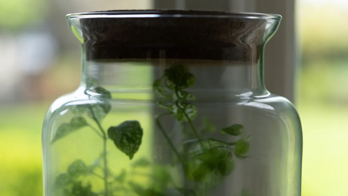 A cork-topped glass storage jar on the windowsill with trailing green leaves inside, the garden soft and out of focus beyond the glass