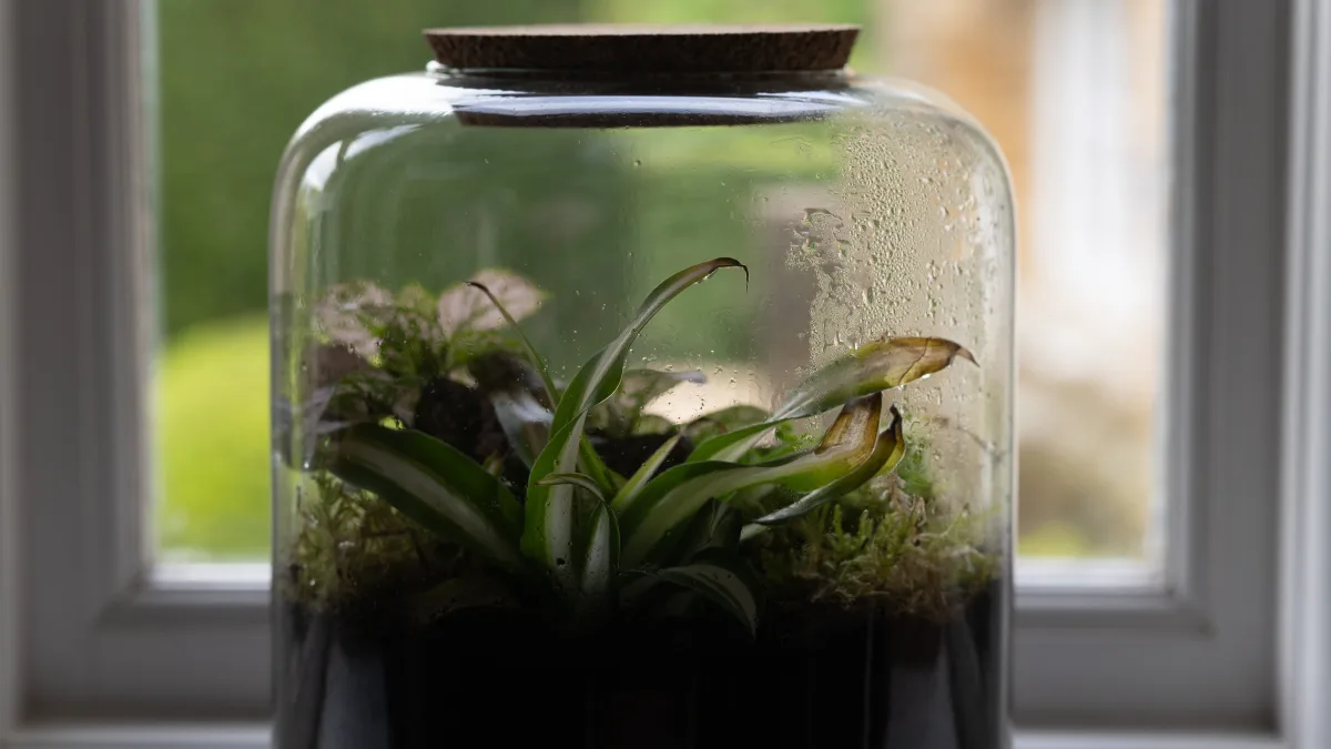 A large corked glass terrarium of moss and ferns on the library windowsill, the green of the walled garden softly out of focus beyond